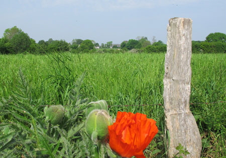 Blick-�ber-die-Wiesen