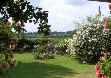 rosengarten-sommer-ostseeho